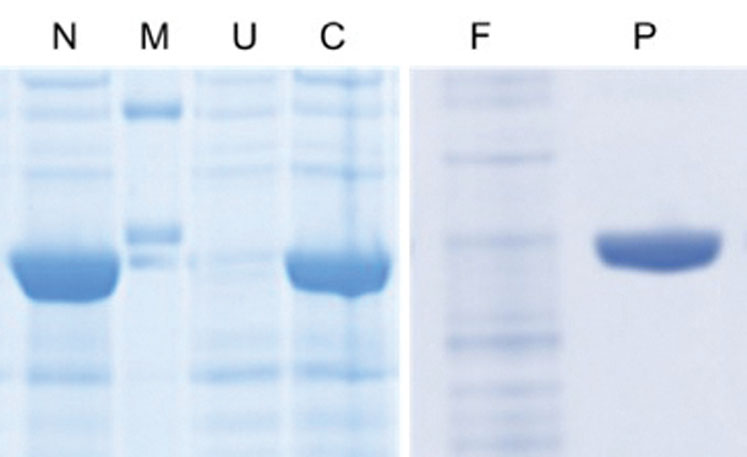 Figure 1: SDS-PAGE analysis of recombinant enzyme production (N = N-terminal His6 expression culture, M = molecular weight marker, U = uninduced culture, C = C-terminal His6 expression culture, F = purification flow through, P = purified enzyme)