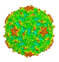 Radius coloured surface representation of Type 1 poliovirus (Mahoney) (PDB ID:1HXS, DOI:10.1006/jmbi.2001.4485). The surface is coloured from blue to red according to the distance from the particle centre. (Courtesy of Dr Liz Fry, Dept. Structural Biology, Oxford University)