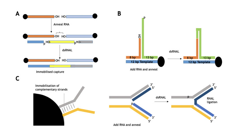 Figure 7: Immobilised blockmers used to assemble two complementary blockers for subsequent selectAZyme ligase mediated ligation