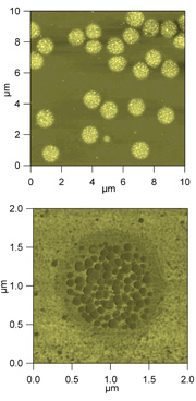 AFM images of microcapsules