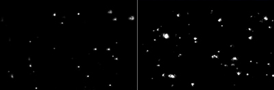 Figure 3: (left) a purified preparation of influenza virus; (right) a freeze-thawed sample with a high degree of aggregation