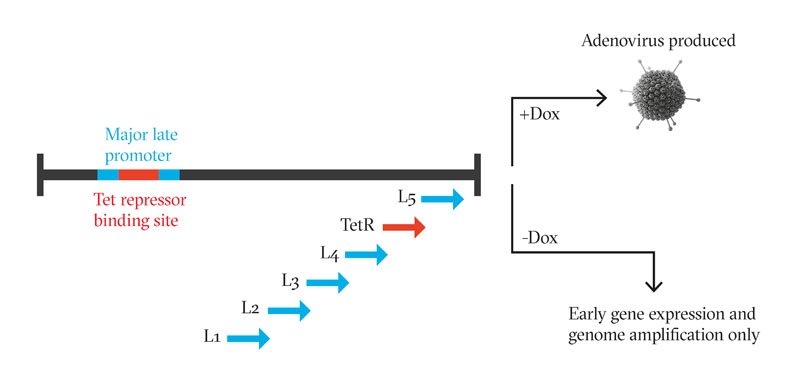Figure 1: Inserting a Tet repressor binding site into the MLP of the adenoviral genome with a TetR gene downstream introduces a negative feedback loop, in which the adenoviral genome cannot transcribe any late-phase genes that encode the structural proteins in the absence of doxycycline
