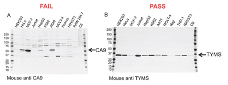 Figure 1: Validation data for two antibodies. A: this carbonic anhydrase IX (CA9) mouse monoclonal antibody failed validation due to nonspecific binding and low signal-to-noise ratio; B: this thymidylate synthase (TYMS) mouse monoclonal antibody passed validation showing high specificity and sensitivity