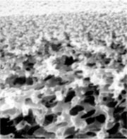 Microphotographs of the membrane (pore size of 0.22µm) used for the production of the filters
