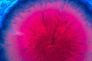 ATUM launches cell-line development service 