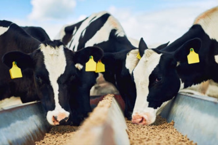 Australian beef and dairy industry welcomes registrations for tri-solfen