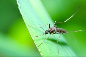 Bavarian Nordic partners with US DoD to combat equine encephalitis