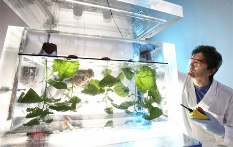 Bayer starts trials with personalised vaccine from tobacco plants