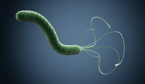 Berberine enhances antibiotic treatment of Helicobacter pylori