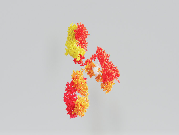 Bio-Rad launches anti-pertuzumab antibodies