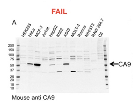 Bio-Rad launches antibodies validated specifically for western blotting