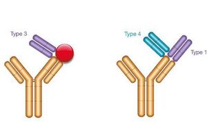 Bio-Rad publishes new findings on Drug-Target Complex-Specific Antibodies
