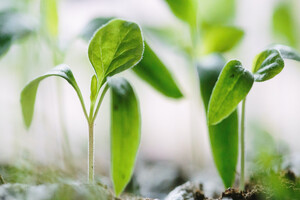 Biotage achieves Gold sustainability rating 