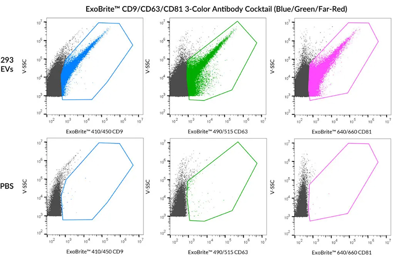 Biotium launches new Antibody Cocktails for streamlined EV phenotyping or high-coverage EV staining