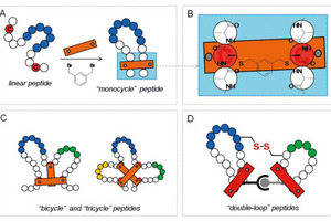 Building better proteins and peptides