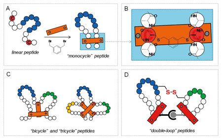Building better proteins and peptides