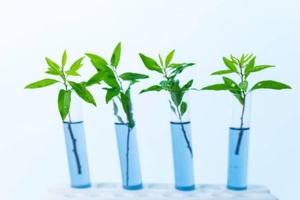 Cannabis extraction and processing lab to enter operation in Canada