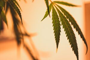 Catalent signs development deal with Ethicann for new fast-dissolve cannabinoid treatment