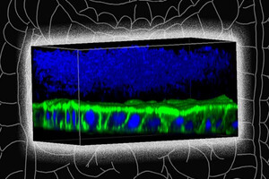 CN Bio licenses gut modelling tool from MIT