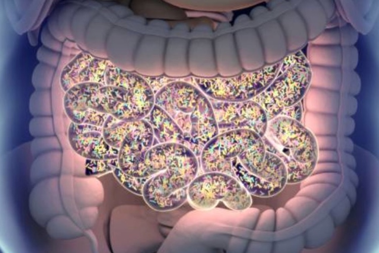 Collaboration to develop novel microbial therapy for UC