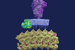 Collaboration unveils detailed 3D model of SARS-CoV-2