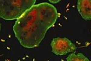 Competition winners reveal beauty of cells