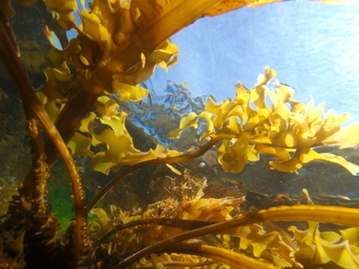 Complementary cancer therapeutic discovered in seaweed extracts