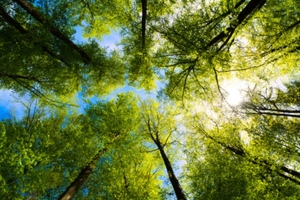 Corbion awarded a 2023 EcoVadis gold medal for sustainability