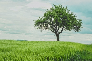 Corbion recognised as sustainability leader