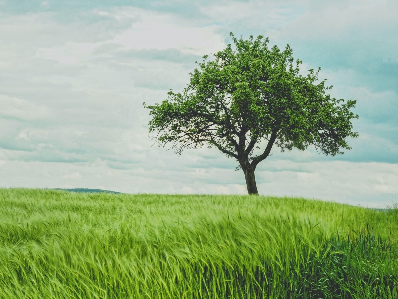 Corbion recognised as sustainability leader