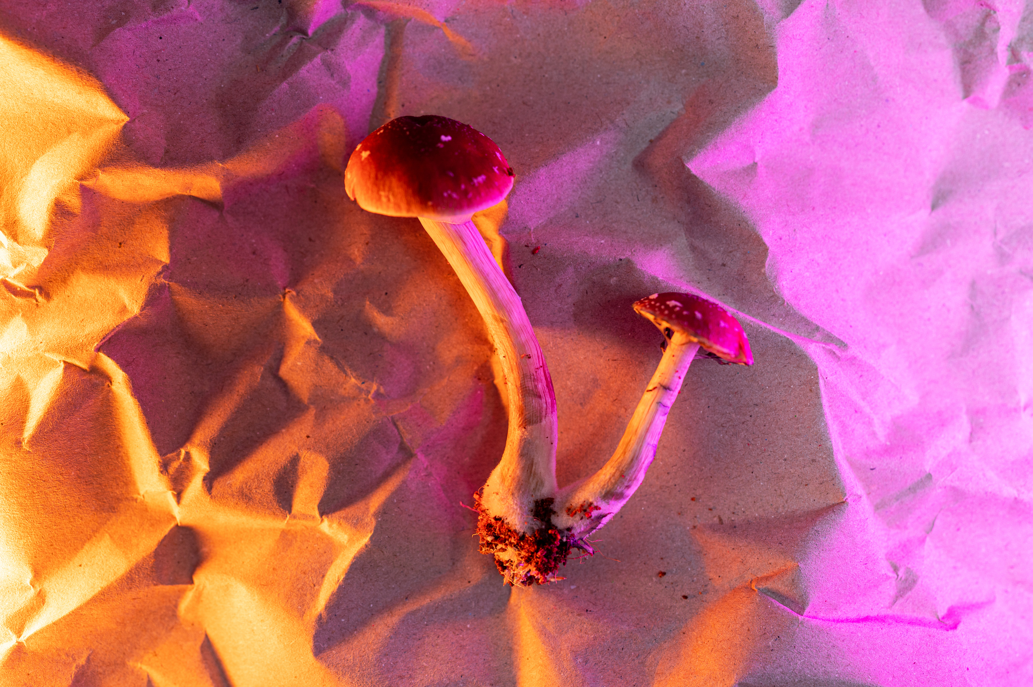 Could psychedelics help to treat inflammation without making you hallucinate?