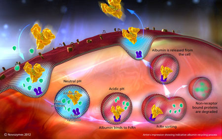 CPhI preview – Novozymes Biopharma offers tunable half-life extension technology