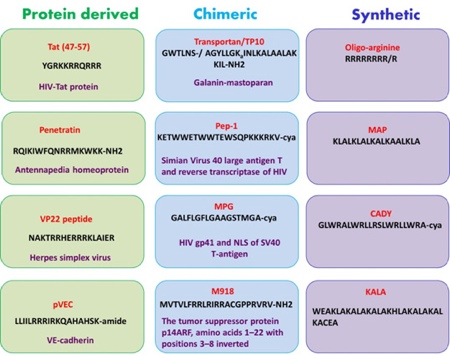 CPPs: beating drug delivery barriers 