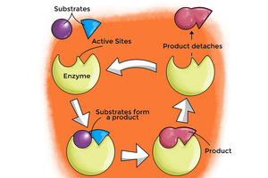 Demonstrating the potential of flow biocatalysis