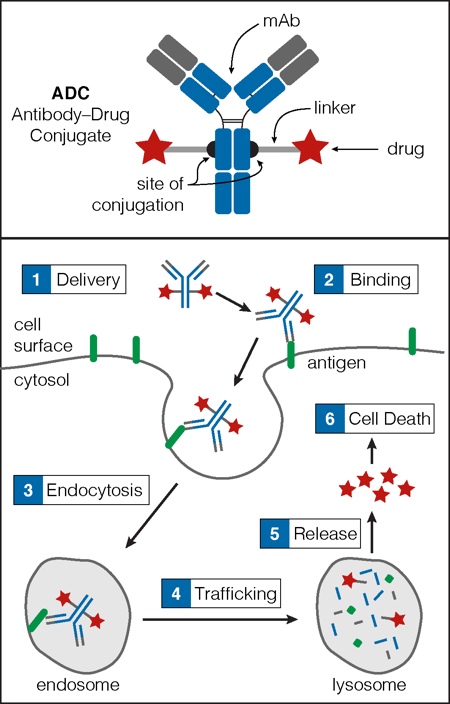 Figure 1: Key components of an ADC<br> An ADC consists of a mAb, a membrane permeable drug payload (e.g. a toxin) and a chemical linker that connects the mAb to the payload (top). The variable region of the mAb (shown in grey) provides the target specificity as it is the region that binds to the cell surface antigen (bottom). Once the ADC is delivered to the target cell (1), it binds its cell surface antigen (2) and is internalised via endocytosis (3). The ADC then trafficks to the lysosome (4), where lysosomal proteases degrade the ADC into its component parts. The small molecule drug payload is released into the cytoplasm (5) and accesses molecular targets inducing cell death (6).