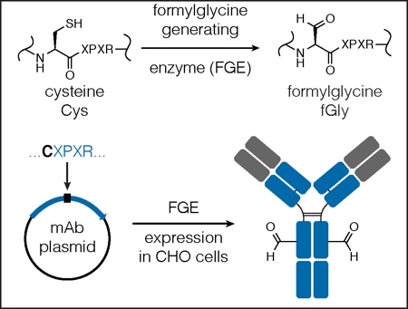 Figure 3: Drug distribution and DAR profiles for different ADC conjugation methods<br> Conjugation to lysine or cysteine residues results in a wide distribution of DAR, whereas site-specific conjugation results in a specified DAR (depending on the number of engineered sites)