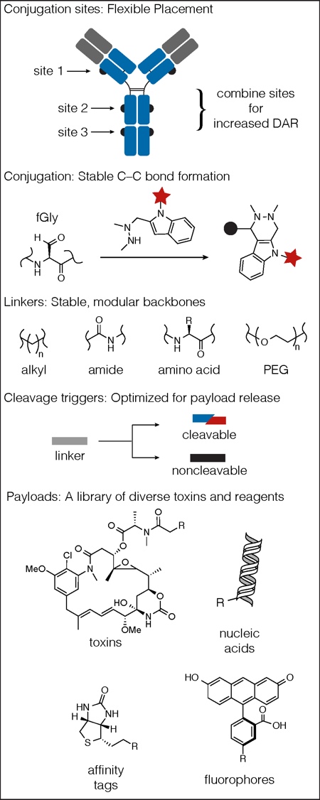 Figure 4: The SMARTag technology platform encompasses flexible placement of conjugation sites, stable HIPS chemistry, and a library of linkers, cleavage triggers and payloads.