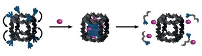 DNA ‘cages’ may aid drug delivery