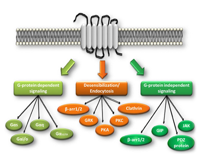 Domain Therapeutics and Pfizer collaborate on bioSensAll 
