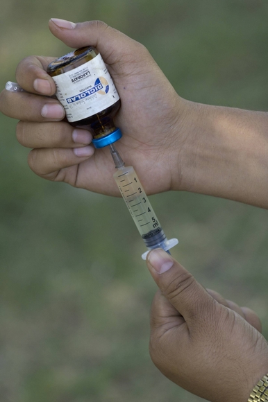Drug firms urged to help save vultures
