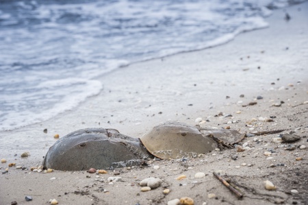 Endotoxin testing and the horseshoe crab: what’s next?