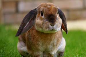 European Pharmacopoeia removes rabbit pyrogen test from its repertoire