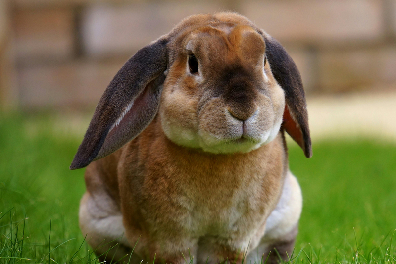 European Pharmacopoeia removes rabbit pyrogen test from its repertoire
