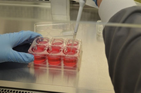 Evocutis secures first contracts for LabSkin living skin equivalent