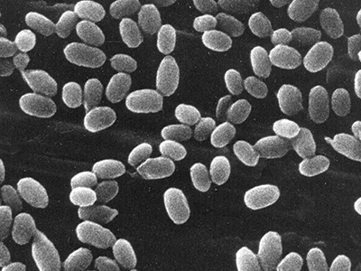 Excluding bacterial spores from aseptic compounding