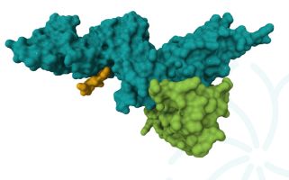 FairJourney Bio engineers tumour-conditional IL-12 switch to improve therapeutic window