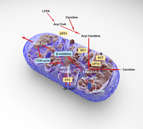 Fatty acid oxidation kit
