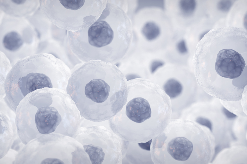 FDA accepts first quality control standard for mesenchymal stromal cells