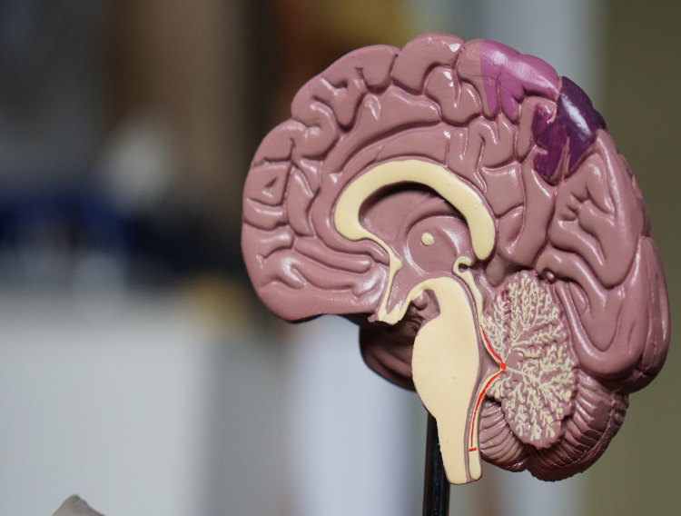 FDA grants VICO therapy orphan-drug designation for Huntingdon's