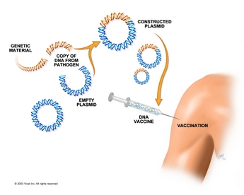 Fighting disease with plasmid DNA